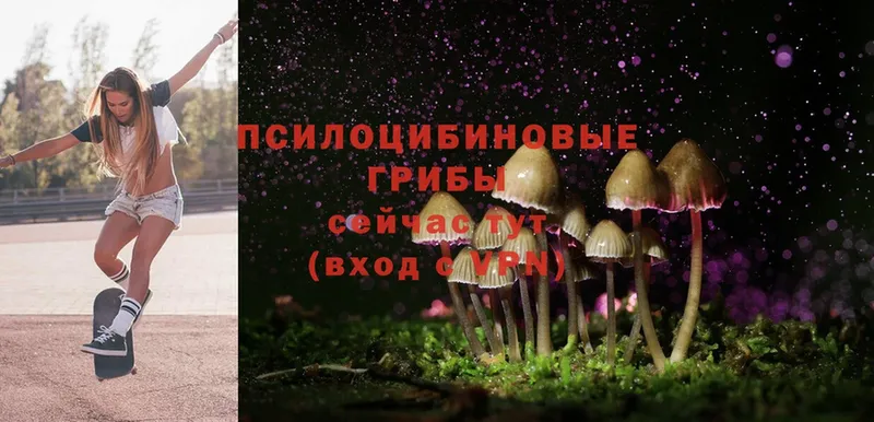 наркотики  Заполярный  Псилоцибиновые грибы Psilocybe 